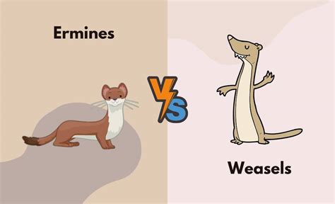 Ermines Vs Weasels Whats The Difference With Table
