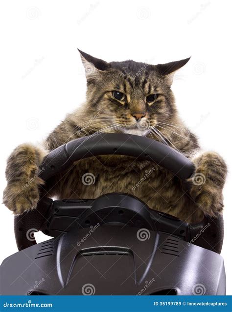 Driving Cat Stock Image Image Of Funny Road Driver