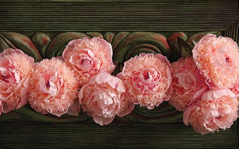 Peony Wallpaper Images