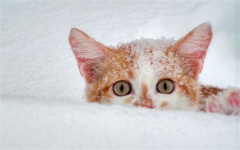 Kitten Playing In The Snow Image Abyss