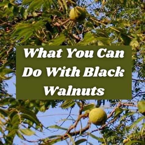 5 Ways To Use Black Walnut Tree Nuts Mast Producing Trees