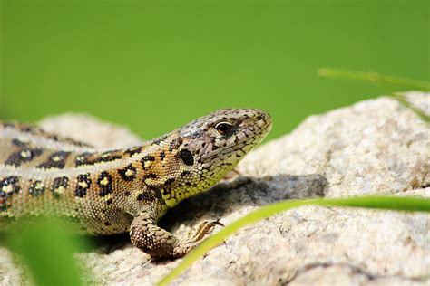 Eidechse Foto And Bild Tiere Wildlife Amphibien And Reptilien Bilder Auf Fotocommunity