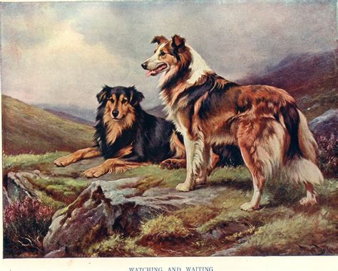 Rough Collies 1925 From The 1925 Book Wonder Book Of An Sarah