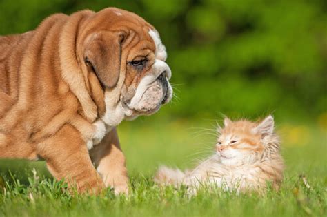 ¿cómo Forjar Una Amistad Entre Perros Y Gatos Mis Animales