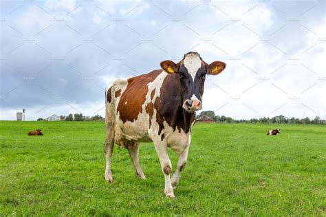 A Cow In A Green Grass Pasture Containing Countryside Cow And Dutch