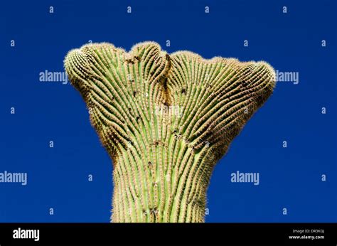 Crown Saguaro Cactus Carnegiea Gigantea Hi Res Stock Photography And
