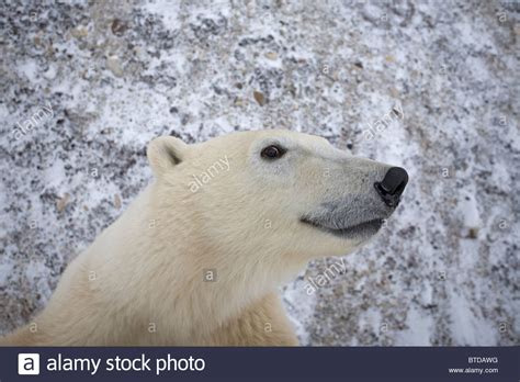 An Adult Polar Bear Ursus Maritimus Stands On It Hind Legs And Looks