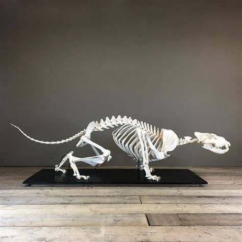 Lion Skeleton Decorative Collective