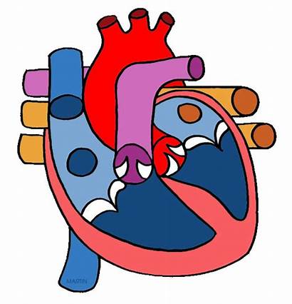 Clip System Respiratory Clipart Circulatory Human Heart