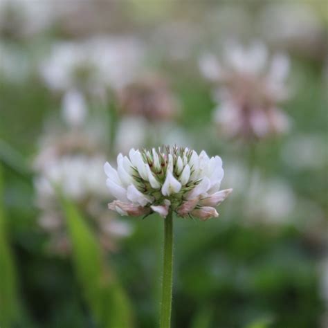 Trifolium Repens White Clover In Gardentags Plant Encyclopedia