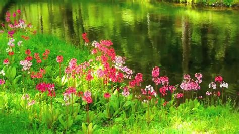 Heavy Beautiful Flower Scenery In This Video 13 Born Full Hd Flowers 53