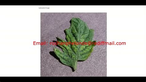 Python Code For Tomato Leaf Disease Detection Using Image Processing