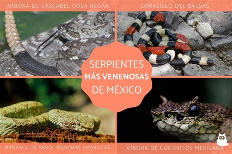 20 Tipos De Serpientes Más Venenosas De México ¡fotos