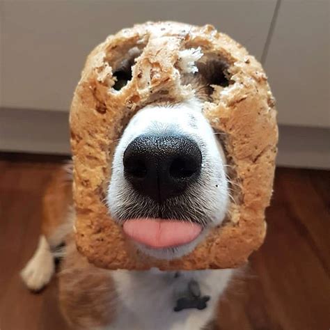 Dog Owners Share Hilarious Pictures Of Their Pets With Loaves In New