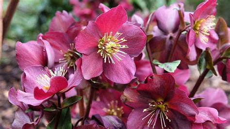 Hellebores Care And Growing Guide Tips For These Plants Homes And Gardens