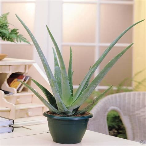 41 Best Indoor Plants In India Plantdecors Blog In 2020 House Plant