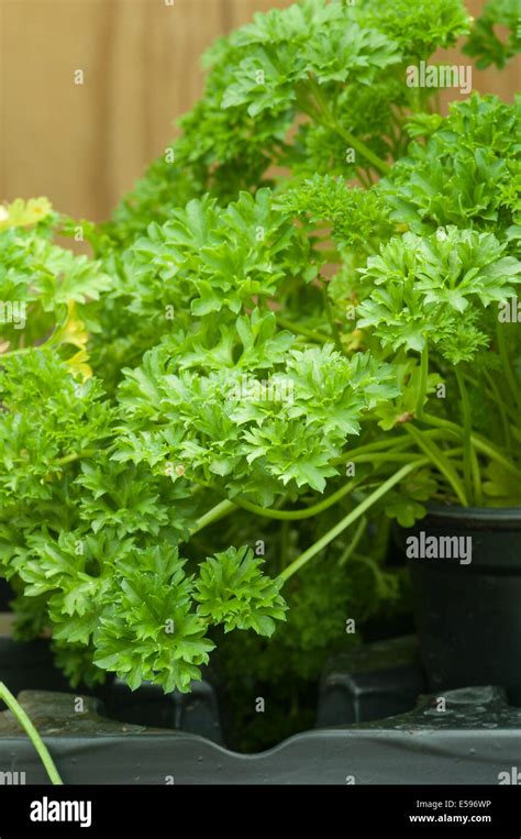 Petroselinum Crispum Commonly Known As Parsley Stock Photo Alamy