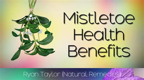 Mistletoe Benefits For Cancer Youtube