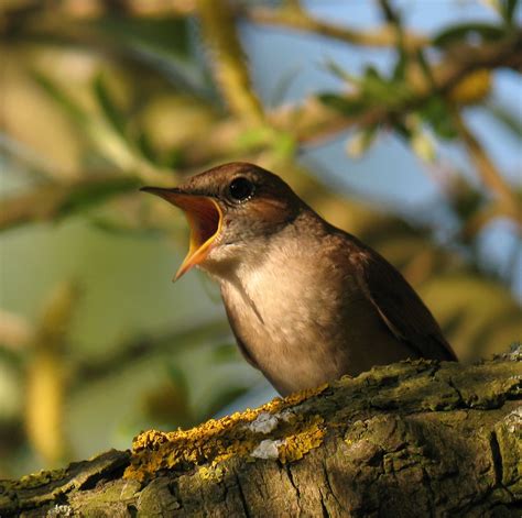 Hedgeland Tales Another Nightingale