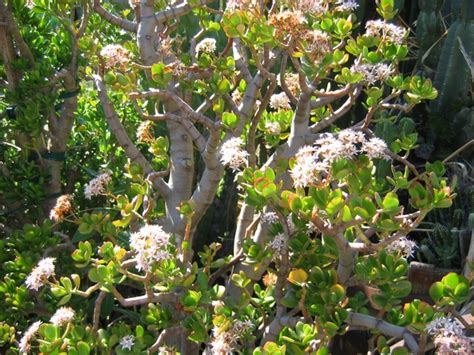 California nursery specialties is now one of the largest of its kind in the los angeles area. California Nursery Specialties - Cactus Ranch - Cacti and ...