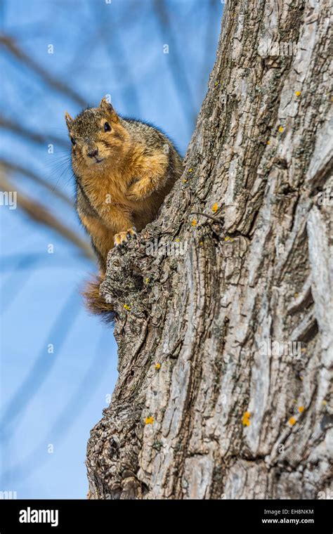 Eastern Fox Squirrel Sciurus Niger In A Big Cottonwood Tree Along The