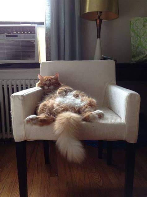 15 Cats That Have Taken Laziness To A Whole New Level Pretty Cats