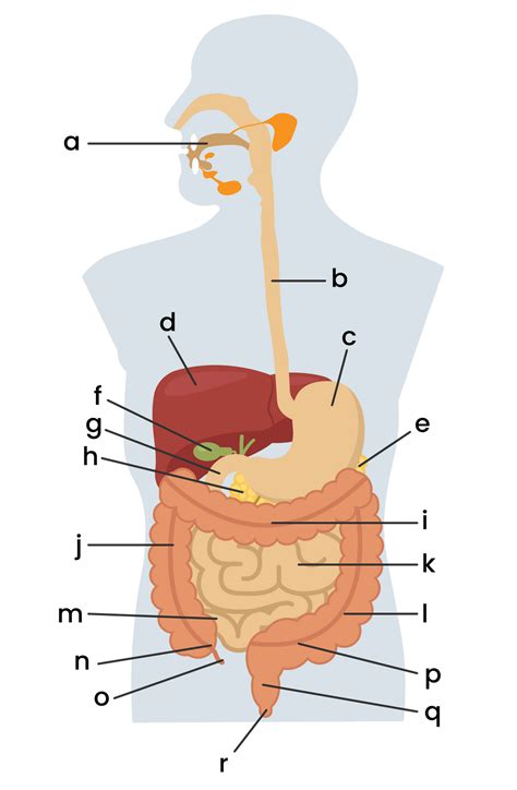 Gambar Organ Penyusun Sistem Pencernaan Manusia Homecare
