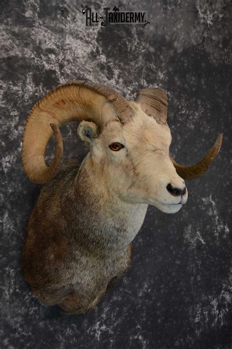 Stone Sheep Taxidermy Shoulder Mount For Sale Sku 1655 All Taxidermy