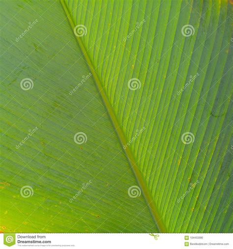 Tropical Waxy Green Leaves Stock Photo Image Of Indonesia Leaf
