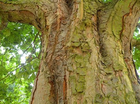 Treeaware Horse Chestnut Trees Ilford