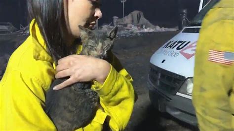 Amid The Devastation Katu Crew Finds Burned Blind Cat Alive Katu