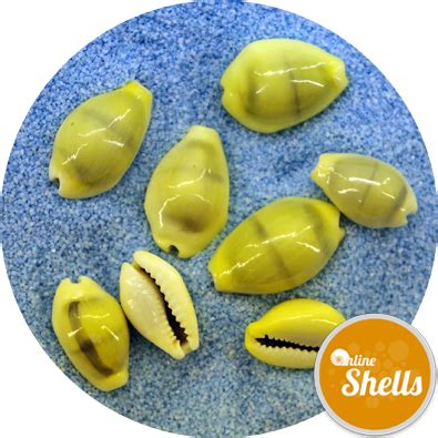 Cowrie - Money - Online Shells - Buy Sea Shells - OnlineShells.co.uk png image