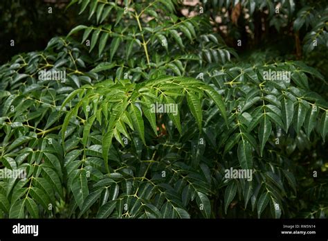 Melia Azedarach Branch With Fruit Stock Photo Alamy