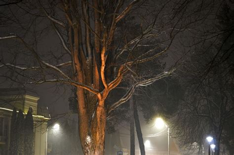 Snow Covered Tree In Street Lights Snow Covered Trees Street Light