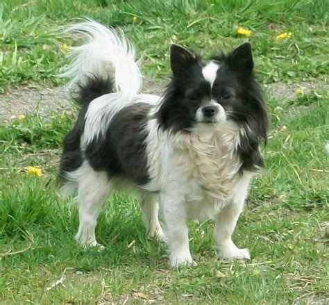 2,222 long haired chihuahua royalty free images and photography available to buy from thousands of stock photographers. long haired chihuahua | long haired Chihuahua | Chihuahua ...