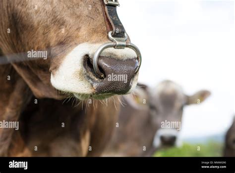 Bull Cow Head Nose Ring High Resolution Stock Photography And Images