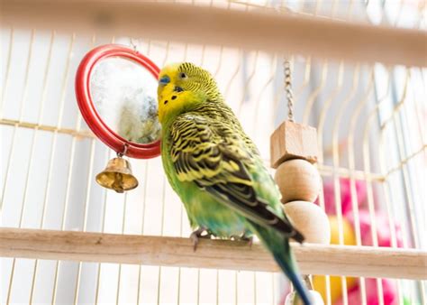 Budgerigars Everything You Need To Know