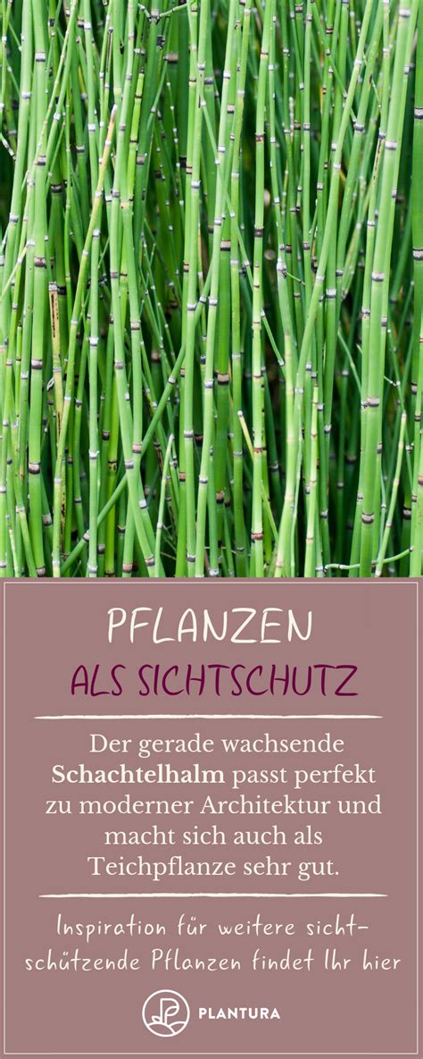 Dann ist ein kletterstrauch eine gute alternative. Pflanzen als Sichtschutz für Garten & Balkon - Plantura ...
