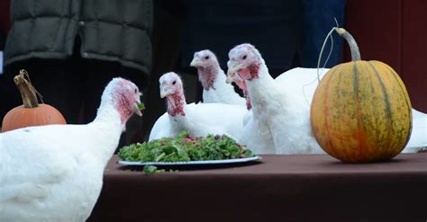 Instead Of Being On The Menu These Turkeys Get Their Own Feast Huffpost
