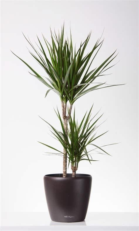 Némelyik fajta alsó levelei lehullanak, így a növény pálmára emlékeztet. A tarka sárkányfa (Dracaena marginata) gondozása ...