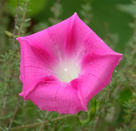 Pink Morning Glory 2500px - Morning glory - Wikipedia | Flowers, Plants, Morning glory
