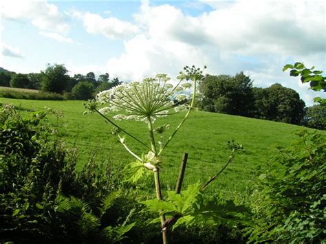 Central And East Lakes Rangers Giant Hogweed Inspiration For The
