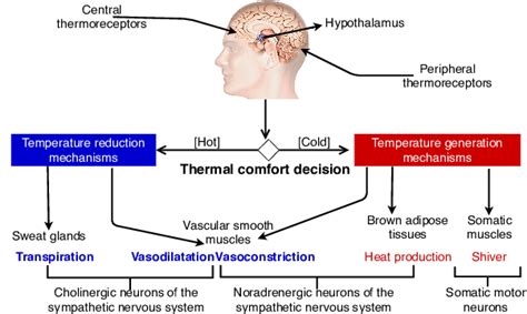 A Simplified Human Thermoregulation The Hypothalamus Checks The Bodys
