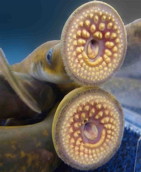 What Is A Sea Lamprey