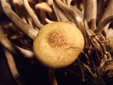 Ringless Honey Mushrooms Armillaria Tabescens Wild Edible Stuffed
