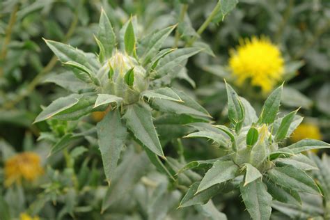 Safflower Facts Health Benefits And Nutritional Value
