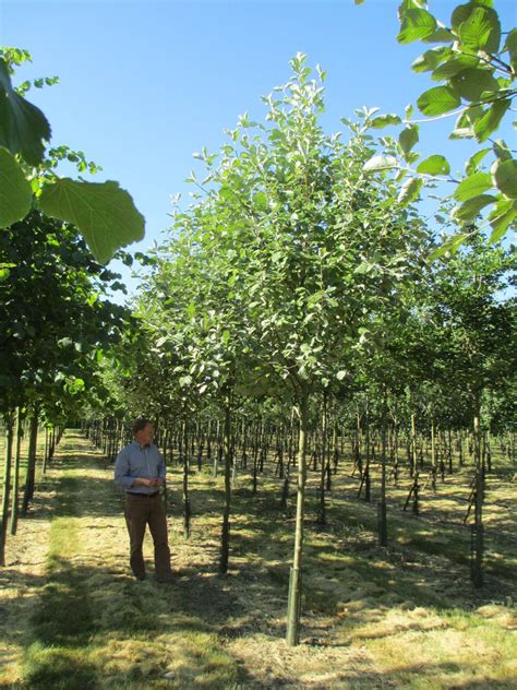 Given that many of us have limited space in which to garden, it becomes important that any trees chosen are right for their surroundings, in terms of proportion as well as for their decorative value. Whitebeam, 20-25-30cm girth standards, field grown | Trees to plant, Garden trees, Roof garden