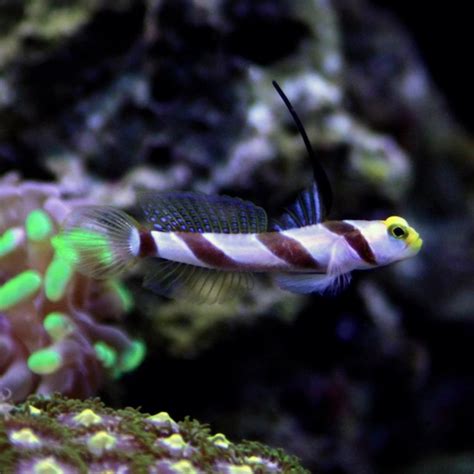 Hi Fin Banded Shrimp Goby Rock N Critters