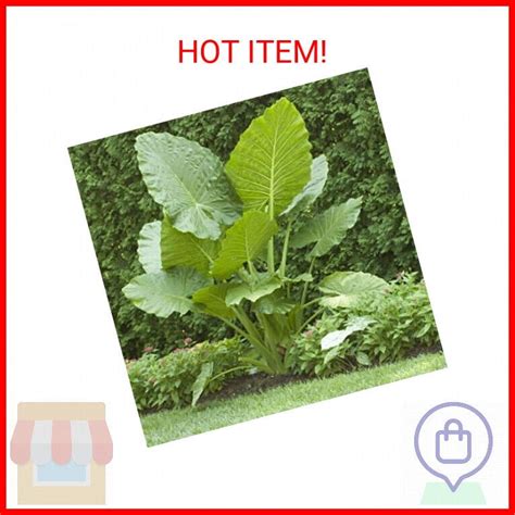 Elephant Ears (colocasia) 3 Bulb- bold tropical effect to and landscape