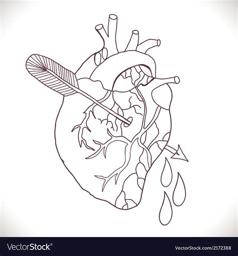 Anatomical Heart With Arrow Royalty Free Vector Image